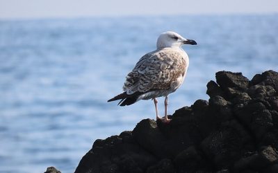 Črnomorski galeb