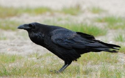 Krokar