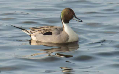 Dolgorepa raca