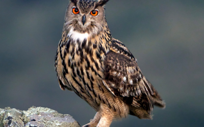 Velika uharica