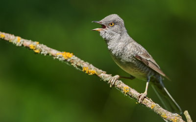 Pisana penica