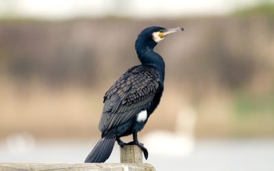 Kormoran