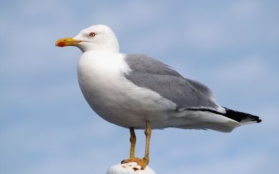 Rumenonogi galeb