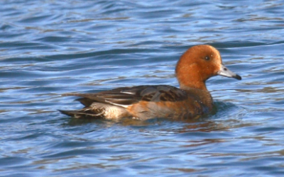 Žvižgavka